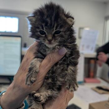 Tulip -  Domestic Medium Hair Cat for Adoption in Winston-salem, North Carolina - Tulip | PetCurious