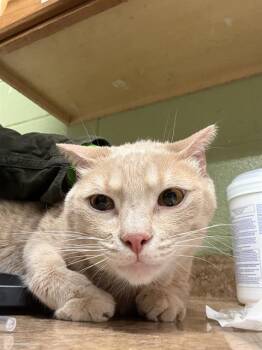 Domestic Short Hair Cats Available for Adoption - SLIM JIM | PetCurious