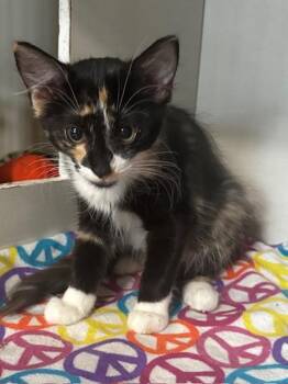 Rescue Domestic Short Hair Cats for Adoption in Hutchinson, Minnesota - Pico And Guac | PetCurious