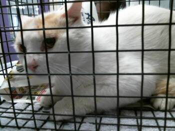LATTE -  Domestic Short Hair Cat for Adoption in Houston, Texas - LATTE | PetCurious