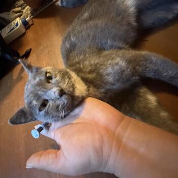 Angel -  Domestic Short Hair Cat for Adoption in Pauls Valley, Oklahoma - Angel | PetCurious