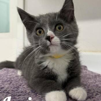 Irvin -  Domestic Short Hair Cat for Adoption in Manistee, Michigan - Irvin | PetCurious