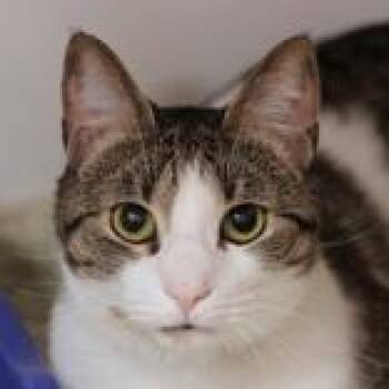 Domestic Short Hair Cats Available for Adoption in Hilliard, Ohio - Cookies | PetCurious