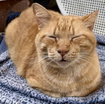 Domestic Short Hair Cats Available for Adoption - Ziggy | PetCurious