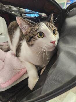 Hetsu -  Domestic Short Hair Cat for Adoption in Ontario, California - Hetsu | PetCurious