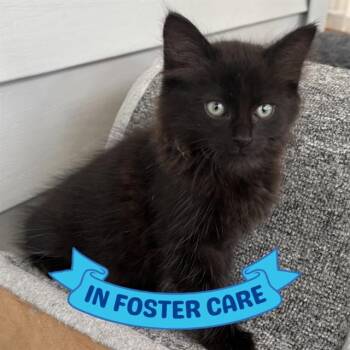 Domestic Short Hair Cats Available for Adoption in Tallahassee, Florida - BLACKIE | PetCurious