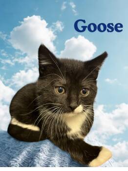 Goose -  Domestic Short Hair Cat for Adoption in Barton, Vermont - Goose | PetCurious