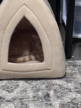 Alfredo -  Domestic Short Hair Cat for Adoption in Cincinnati, Ohio - Alfredo | PetCurious