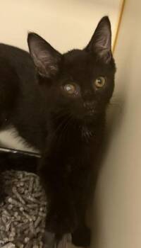 Catsmire -  Domestic Short Hair Cat for Adoption in Fairfax, Virginia - Catsmire | PetCurious