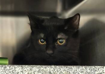 Rescue Domestic Short Hair Cats for Adoption in Colorado Springs, Colorado - TIPPY | PetCurious