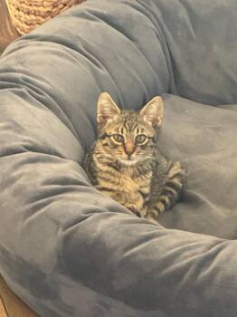 Tabby Cats Available for Adoption - Valentine | PetCurious