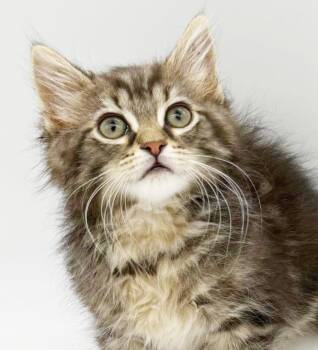 Tobies is a rare total goofball treasure - WOW so awesome -  Maine Coon and Tabby Cat for Adoption in Bedford Hills, New York - Tobies Is A Rare Total Goofball Treasure - WOW So Awesome | PetCurious