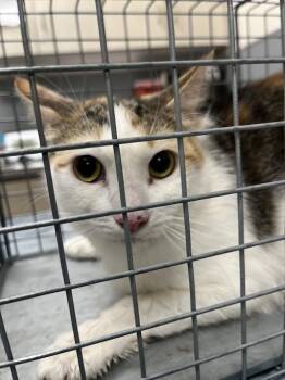 Domestic Short Hair Cats Available for Adoption in Las Vegas, Nevada - PRINCESS DI | PetCurious