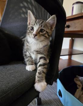 Cosmo -  Domestic Short Hair Cat for Adoption in Nutley, New Jersey - Cosmo | PetCurious