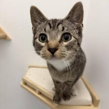 Rescue Domestic Short Hair Cats for Adoption in St. Louis, Missouri - Percival Maximillion Codsworth | PetCurious