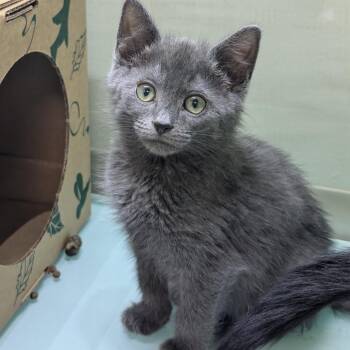 Randy -  Domestic Short Hair Cat for Adoption in Reno, Nevada - Randy | PetCurious