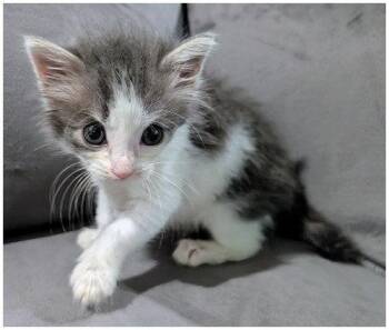 Annie Oakley -  Domestic Medium Hair Cat for Adoption in Oak Ridge, Tennessee - Annie Oakley | PetCurious