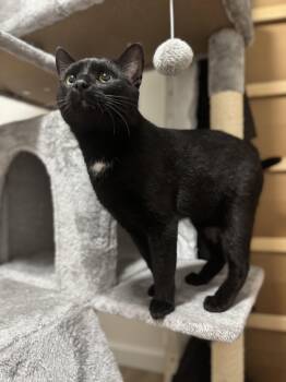 Rescue Domestic Short Hair Cats for Adoption in Campbellsville, Kentucky - Bartholomew | PetCurious