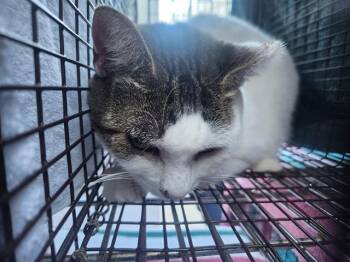 Domestic Short Hair Cats Available for Adoption in Fort Lauderdale, Florida - RAIN | PetCurious