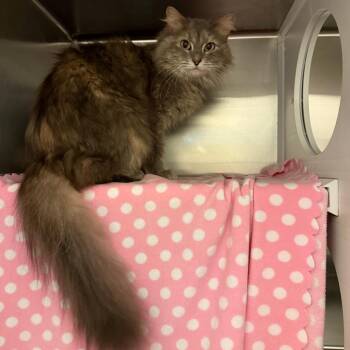 Sylvie -  Domestic Long Hair Cat for Adoption in Council Bluffs, Iowa - Sylvie | PetCurious