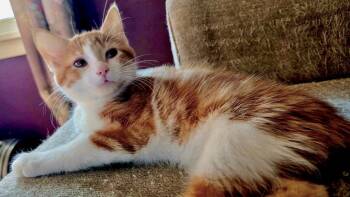 Bahama -  Domestic Short Hair Cat for Adoption in Columbus, Minnesota - Bahama | PetCurious