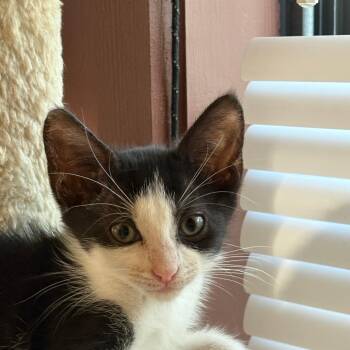 Sylvia -  Domestic Short Hair Cat for Adoption in League City, Texas - Sylvia | PetCurious