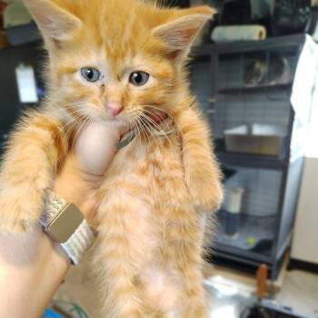 Cayenne -  Domestic Short Hair Cat for Adoption in Osawatomie, Kansas - Cayenne | PetCurious
