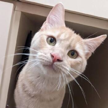 Dionysus -  Domestic Short Hair Cat for Adoption in Tempe, Arizona - Dionysus | PetCurious