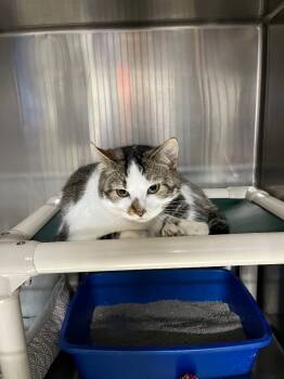 Rescue Domestic Short Hair Cats for Adoption in Virginia, Minnesota - Donald | PetCurious