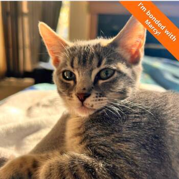 Peppermint Patty -  Domestic Short Hair Cat for Adoption in Pleasant Hill, California - Peppermint Patty | PetCurious