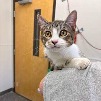 Domestic Short Hair Cats Available for Adoption in Columbiana, Alabama - Shamus | PetCurious