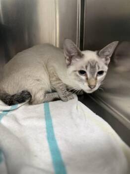 A187849 -  Domestic Short Hair Cat for Adoption in Pasadena, Texas - A187849 | PetCurious