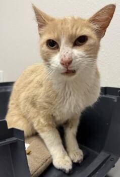 Marlow -  Domestic Short Hair Cat for Adoption in Eugene, Oregon - Marlow | PetCurious