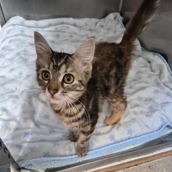 Domestic Medium Hair Cats Available for Adoption - Patches | PetCurious