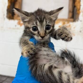 Storm -  Domestic Short Hair Cat for Adoption in Edinburg, Texas - Storm | PetCurious