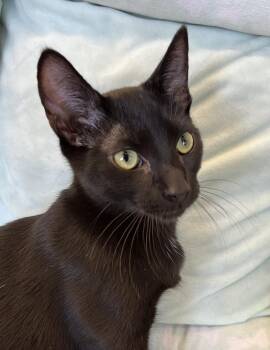 Kai -  Domestic Short Hair Cat for Adoption in Connelly Springs, North Carolina - Kai | PetCurious