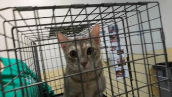 UNPAID INVOICE -  Domestic Short Hair Cat for Adoption in Tulsa, Oklahoma - UNPAID INVOICE | PetCurious