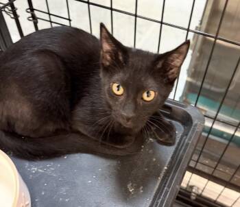 Obsidian -  Domestic Short Hair Cat for Adoption in Scranton, Pennsylvania - Obsidian | PetCurious