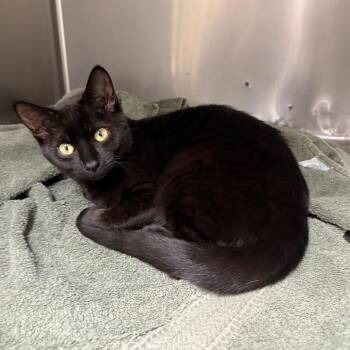 Domestic Short Hair Cats Available for Adoption - Jiji | PetCurious