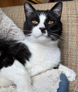Domestic Short Hair Cats Available for Adoption in Sterling, Massachusetts - Tom Tom 3 Years AVAILABLE 4/15 | PetCurious