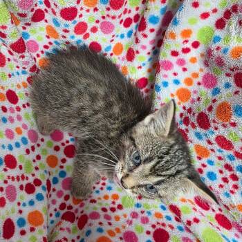 Extra Toes Cat Hemingway Polydactyl Cats Available for Adoption in Duncan, Oklahoma - Hiro | PetCurious