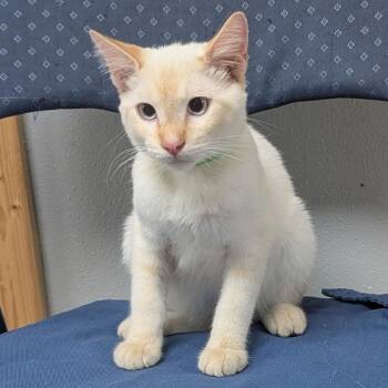 Sinatra -  Siamese and Domestic Short Hair Cat for Adoption in Brighton, Missouri - Sinatra | PetCurious