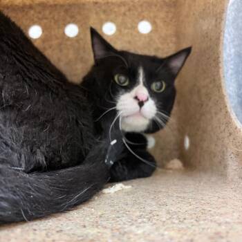 Karaoke -  Domestic Short Hair Cat for Adoption in Reno, Nevada - Karaoke | PetCurious
