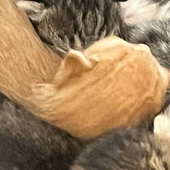 Domestic Short Hair Cats Available for Adoption in West Palm Beach, Florida - Heath Burns | PetCurious