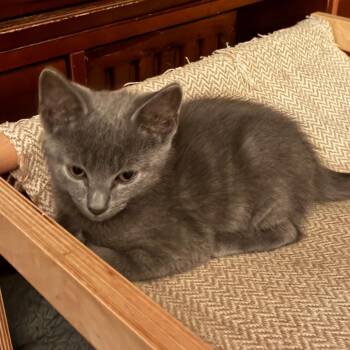Fozzy -  Russian Blue Cat Available for Adoption in Carmel, Indiana - Fozzy | PetCurious
