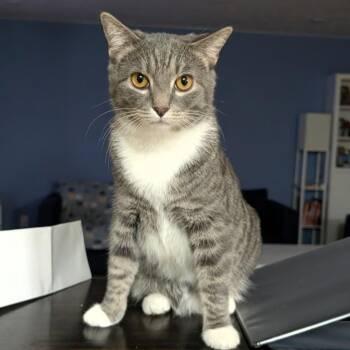 Stormi -  Domestic Short Hair Cat for Adoption in Indianapolis, Indiana - Stormi | PetCurious