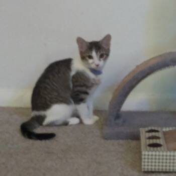 Rescue Domestic Short Hair Cats for Adoption in Lynchburg, Virginia - Sugar | PetCurious