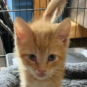 Lightzapper -  Domestic Medium Hair Cat for Adoption in Fredericksburg, Virginia - Lightzapper | PetCurious