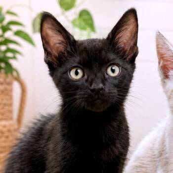 Vincent -  Domestic Short Hair Cat for Adoption in Guaynabo, Guaynabo - Vincent | PetCurious