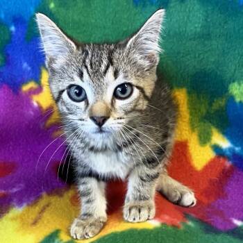 Rescue Domestic Short Hair Cats for Adoption in Mt. Juliet, Tennessee - Aldrin | PetCurious